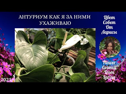 Видео: АНТУРИУМ КАК Я ЗА НИМ УХАЖИВАЮ
