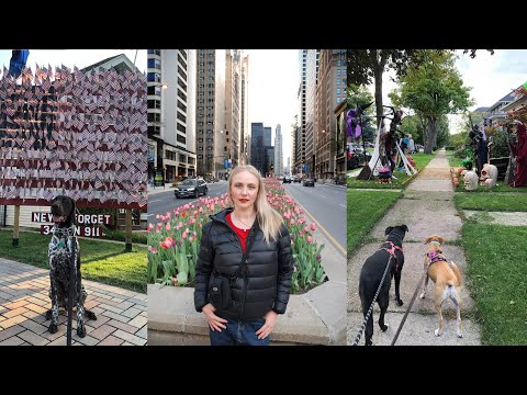 Видео: Работа с собаками в США. Как это работает? Cколько платят?| VLOG