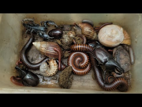 Видео: Поймать жука и скорпиона, гигантскую многоножку, улиток, краснопятнистую многоножку, краба, смеша...