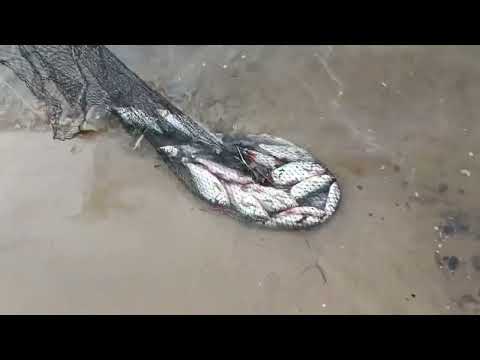 Видео: ЗАПОРОЖЬЕ РЫБАЛКА КРУПНАЯ ПЛОТВА ЗДЕСЬ КЛЮЁТ 