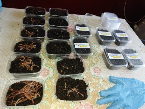 Видео: Подготовка червя, фасовка и немного о системе расселения малька.