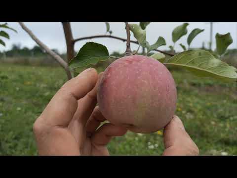 Видео: Розсадник  Фуджі  Фубракса на М9