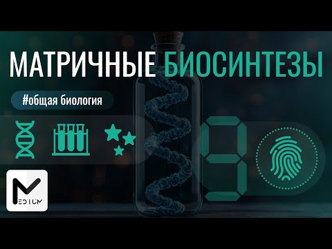 Видео: Матричные биосинтезы: репликация, транскрипция, трансляция / ЕГЭ по биологии