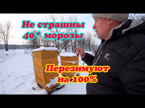 Видео: ЗИМОВКА ПЧЁЛ В НОЯБРЕ НА ВОЛЕ, ЧТО Я ДЕЛАЮ ДЛЯ ХОРОШЕЙ ЗИМОВКИ 100%.