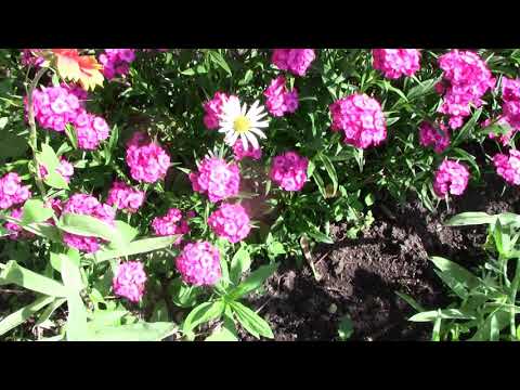 Видео: Турецкая Гвоздика  двулетник, размножающийся самосевом. Нужный цветок в вашем саду