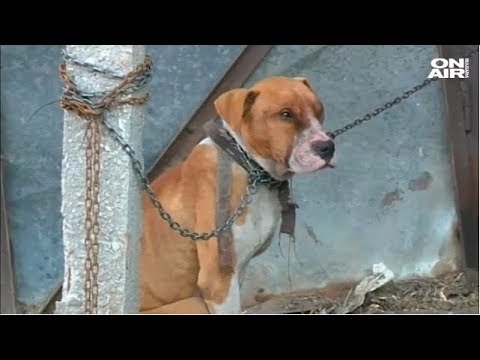 Видео: България Сутрин: Перничанка поиска да осинови питбула от Мокрище, убил дете