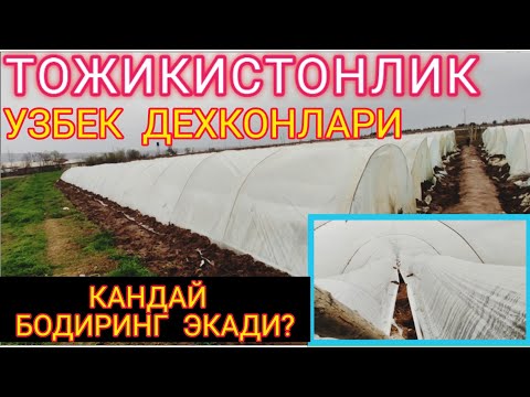 Видео: ТОЖИКИСТОНДА БОДИРИНГ ПОМИДОР КАНДАЙ ЭКИЛАДИ