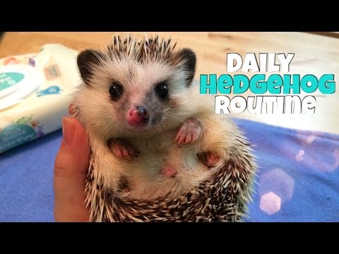 Видео: Уход за ежом: ежедневный уход за ежом