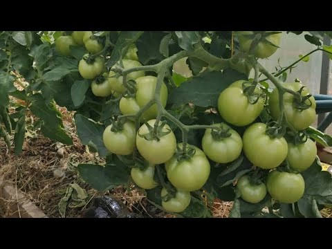 Видео: Супер урожайные сорта томатов