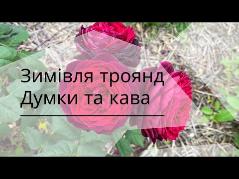 Видео: Зимівля троянд - роздуми щодо накривання. Кавова новинка з Харкова. Покавуймо, поговорімо!