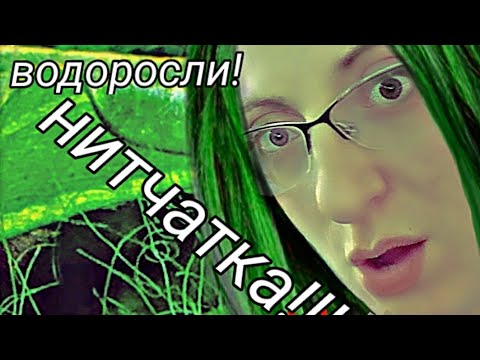 Видео: Нитчатка.Победить нельзя оставить!