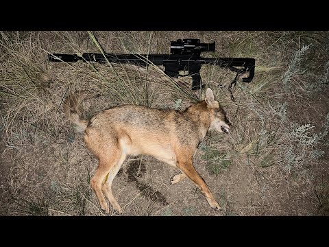 Видео: Открытие охоты на шакала в Волгоградских степях. Прицел Sytong XM06-50LRF