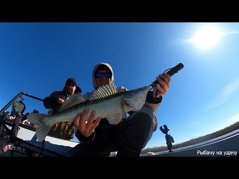 Видео: Рыбалка с лодки ORIONBOAT 49 Fish. Ловим судака и щуку. А так же миграция лосей =)