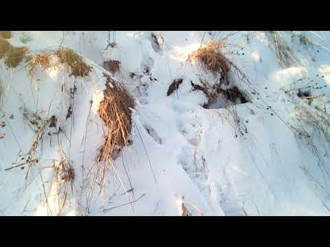 Видео: Щенок Русской гончей поднял первого зайца