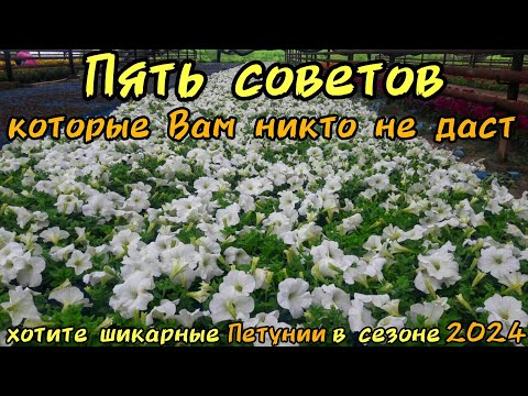 Видео: ПЯТЬ СОВЕТОВ которые Вам никто не даст, это все скрывают. ШИКАРНЫЕ ПЕТУНИИ в сезоне 2024 ОБЕСПЕЧЕНО.