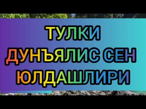 Видео: ТУЛКИ-ДУНЪЯЛИС СЕН ЮЛДАШЛИРИ