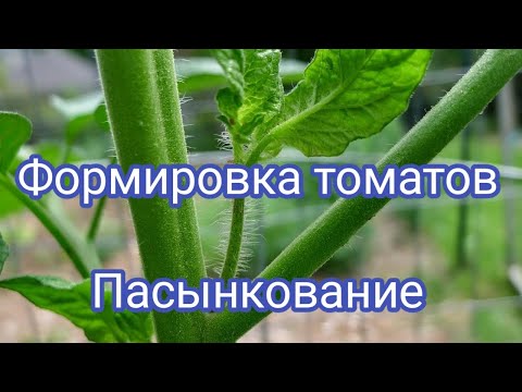 Видео: Формировка детерминантных томатов  Пасынкование