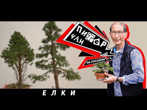 Видео: Создание Бонсай из Новогодних Ёлок