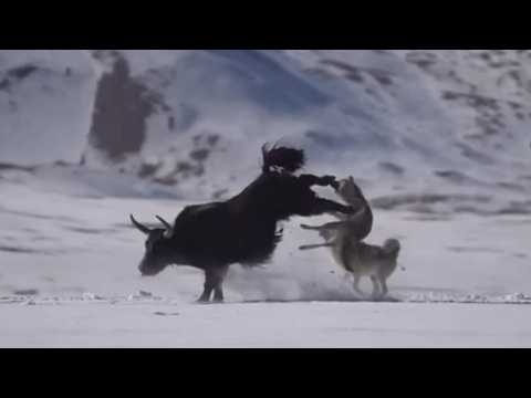 Видео: МОЩЬ КОПЫТНЫХ! К этим ребятам лучше не подходить близко!