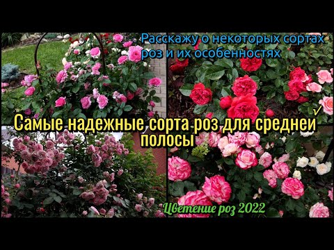 Видео: Самые надëжные сорта роз. Мой сад. Цветения роз. Прогулка по саду. Мой сад. Розарий