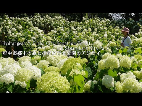 Видео: Два парка в пригороде Токио – настоящие сокровища гортензий!