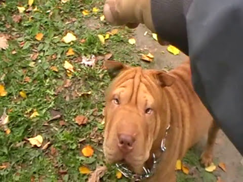 Видео: Дрессировка Шарпея. Команда сидеть для  собаки  2017   The command to sit for a dog