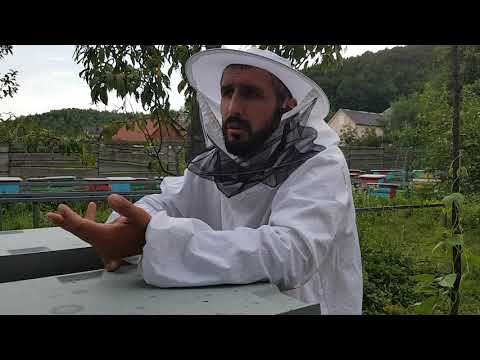 Видео: Слеты пчел из нуклеусов 15.06.2018