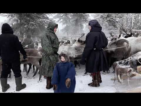 Видео: Оленеводы совхоза Саранпаульский,  восьмая бригада, ХМАО - Югра