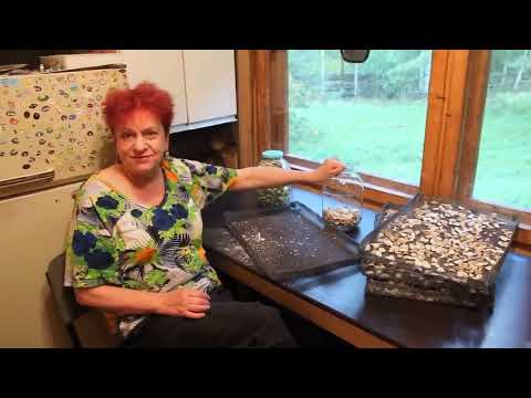 Видео: Как хранить сушёные грибы? Правила, проверенные годами.