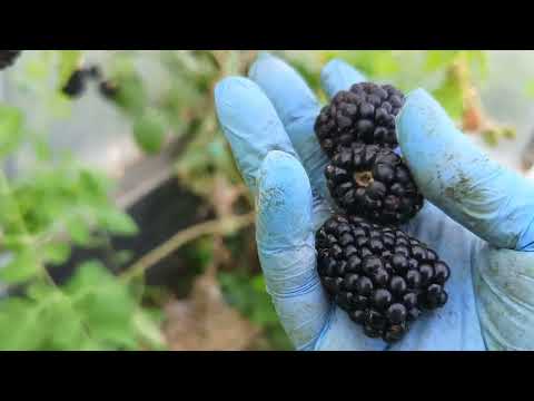 Видео: Ежевика Прайм Арк Фридом, Тревелер, 19.06.24