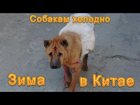 Видео: Реальный Китай. Жизнь зимой без отопления. Как мёрзнут на юге