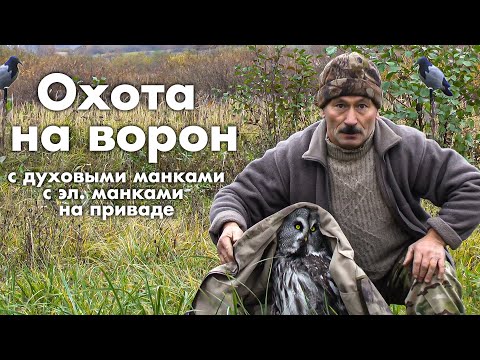 Видео: Охота на ворон с духовыми манками, с электронными манками и на приваде.