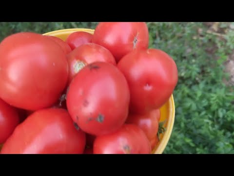 Видео: ПОМИДОР МУЗЛАТАМИЗ КИШГА 🍅🍅🍅🍅💯💯💯👍👍👍👍💥💥💥💥