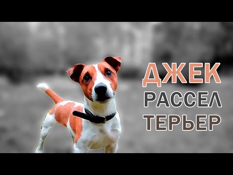 Видео: Все о породе - Джек Рассел Терьер