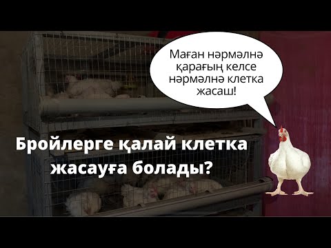 Видео: Бройлер тауығын асырау | Клеткасын қолмен қалай жасаймыз?