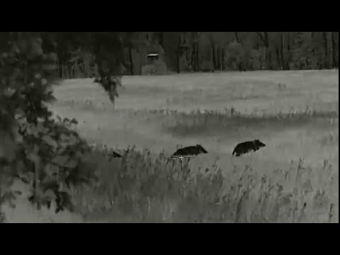 Видео: ОХОТА НА КАБАНА НА ОВСАХ