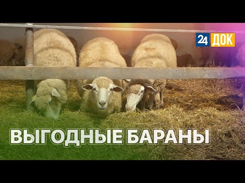 Видео: ГДЕ САМЫЕ ВЫГОДНЫЕ БАРАНЫ? ЗЕМЛЕХОД