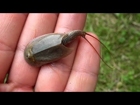 Видео: Щитни - вредители в мальковых прудах. Выращивание малька амура