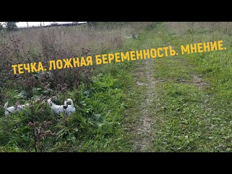 Видео: ТЕЧКА. ЛОЖНАЯ БЕРЕМЕННОСТЬ.МНЕНИЕ.