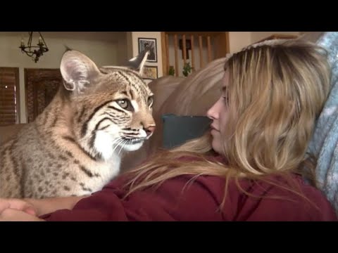 Видео: Он собирался выбросить кошачий корм, но два котёнка рыси заставили его передумать