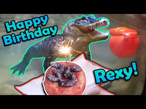 Видео: Отмечаем 35-летие нашего Аллигатора!