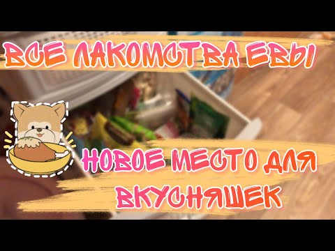 Видео: Все лакомства моей собаки | Уборка лакомств в новый ящик