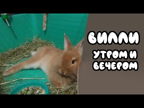 Видео: Вилли утром и вечером