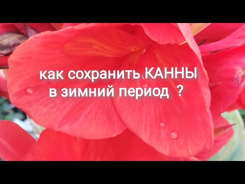 Видео: Как сохранить канны, в зимний период?