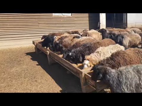 Видео: Кормление овец и ягнят дробиной