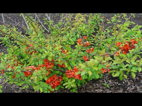 Видео: Айва японская из семян