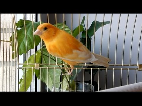 Видео: Заводим канарейку. Интересные факты про канареек