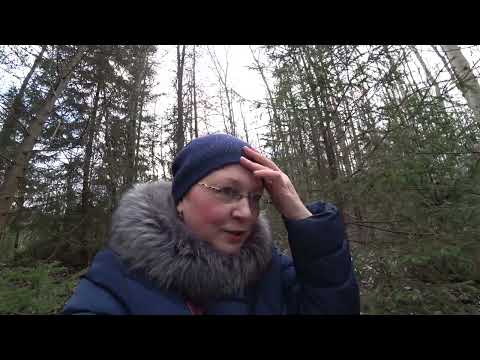 Видео: Собираем грибы в ноябре! В лес 12 ноября 2025, фламмулина.