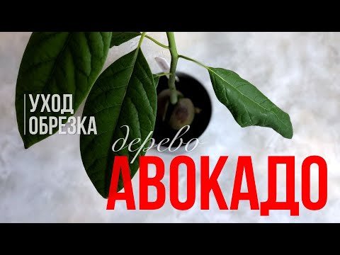 Видео: Авокадо уход и обрезка