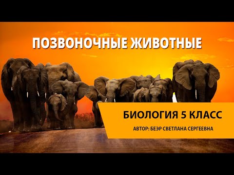 Видео: Позвоночные животные
